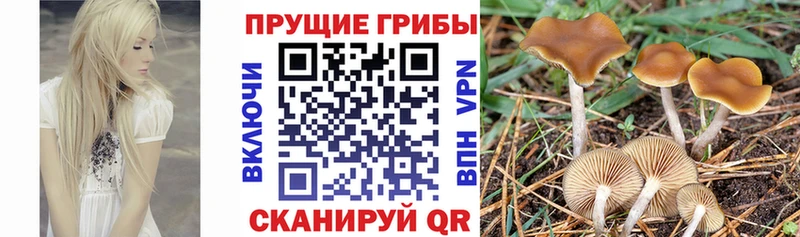 Купить где  Десногорск  Псилоцибиновые грибы MAGIC MUSHROOMS 